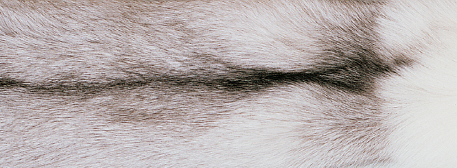 Tæppe af Ræv | Bagside af Kashmire | 70x230 cm