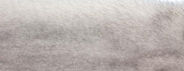 Tæppe af Ræv | Bagside af Kashmire | 70x230 cm