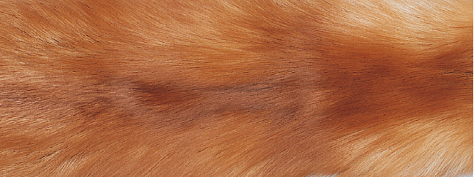 Tæppe af Ræv | Bagside af Kashmire | 70x230 cm