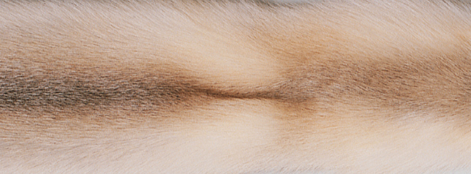 Tæppe af Ræv | Bagside af Kashmire | 70x230 cm