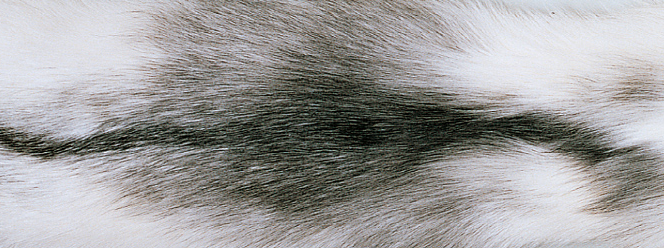 Tæppe af Ræv | Bagside af Kashmire | 70x230 cm