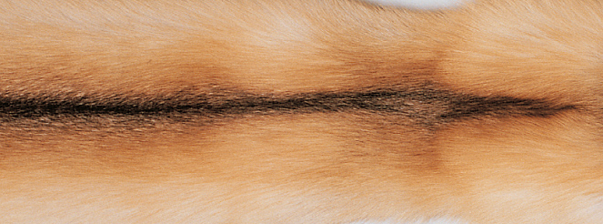 Tæppe af Ræv | Bagside af Kashmire | 70x230 cm