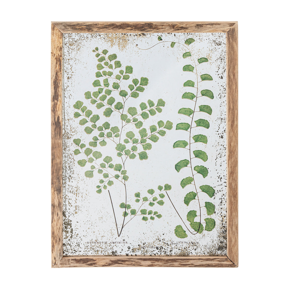 Creative Collection Tipper Illustration med ramme, Natur, Fyrretræ