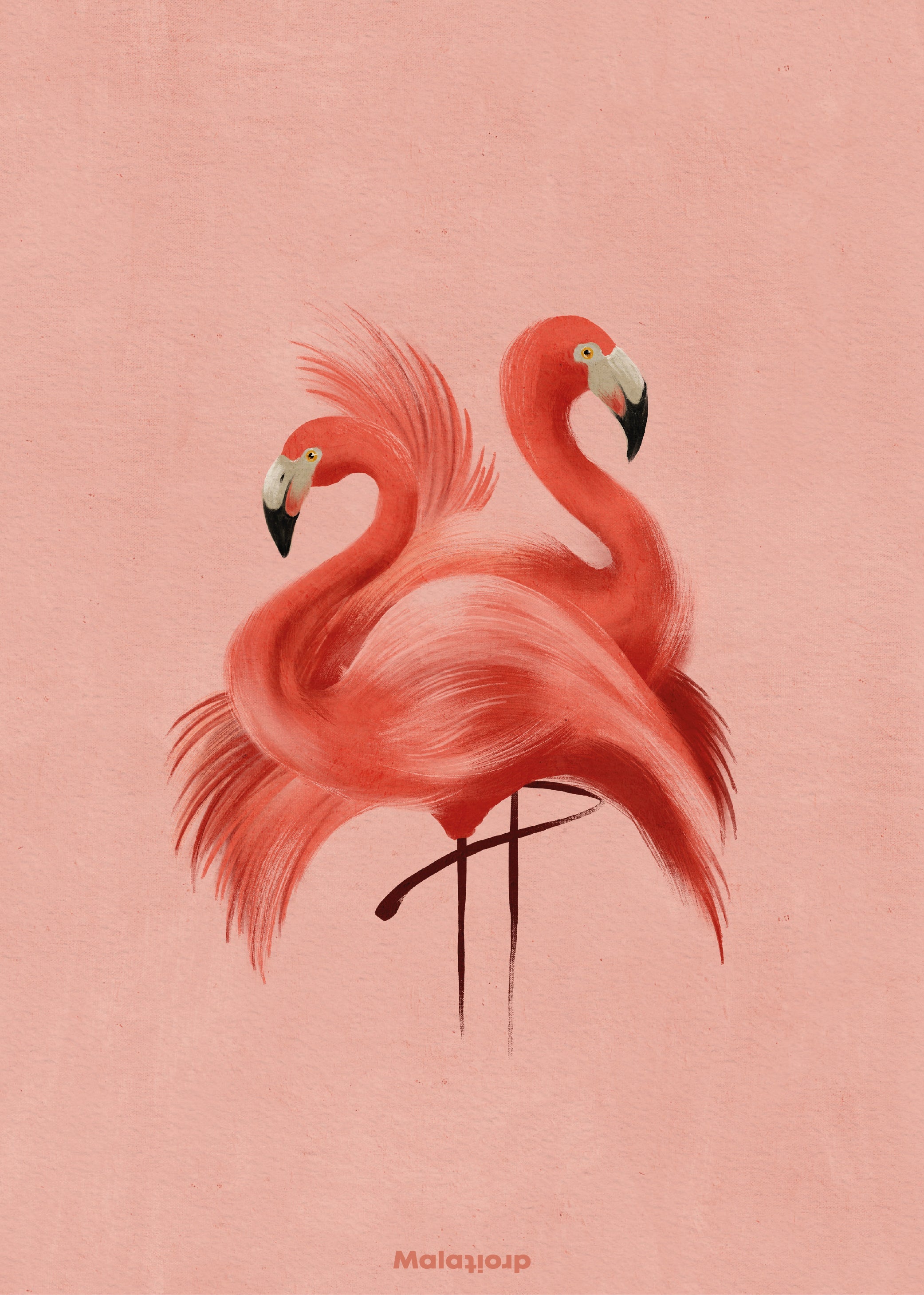 Flamingos