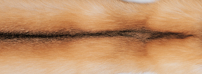 Plaid | Kashmir, ræv | 130x200 cm