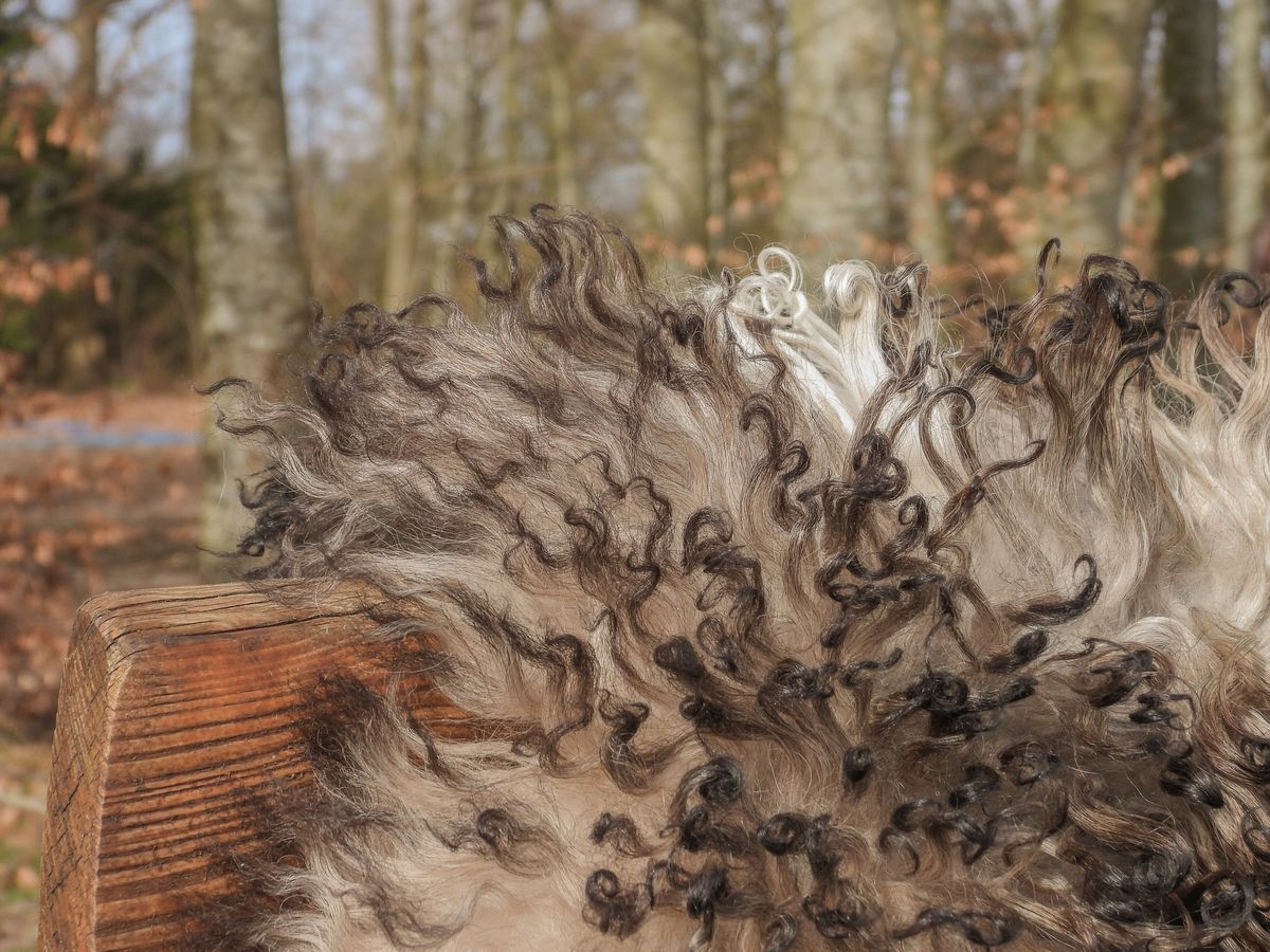 Lammeskind | Krøllet | Østrig | 90x60 cm