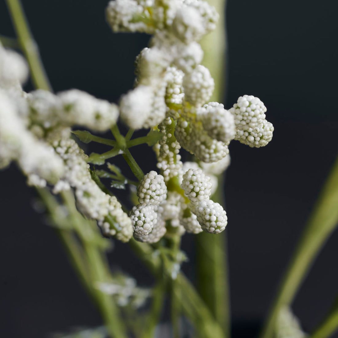 House Doctor - Blomst, Gypsophila, Hvid - l: 75 cm