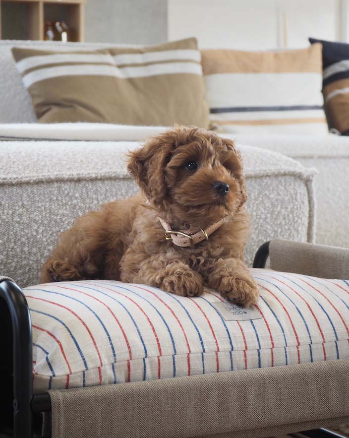 OYOY ZOO Milo Hundeseng - Medium